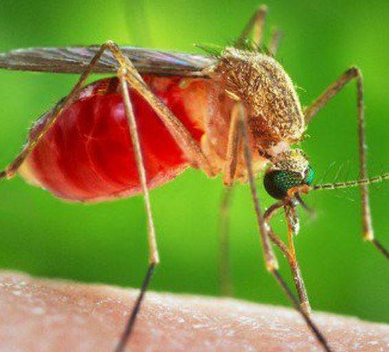 Les cas et deces de paludisme grave par region pour l'annee 2016.